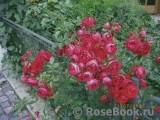 Florentina - Florentina -