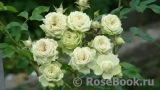 Lovely Green ® Lovely Green ®