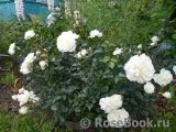 White Meidiland White Meidiland