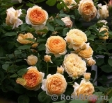 Crown Princess Margareta® Crown Princess Margareta®
