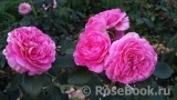 Baronesse Baronesse