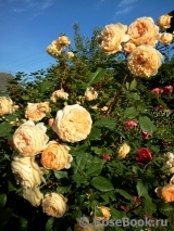 Crown Princess Margareta® Crown Princess Margareta®