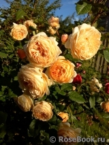 Crown Princess Margareta® Crown Princess Margareta®