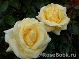 Wainwright Rose, The Wainwright Rose, The