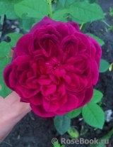William Shakespeare 2000 William Shakespeare 2000