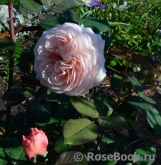 A Shropshire Lad