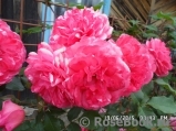 Rosarium Uetersen Rosarium Uetersen