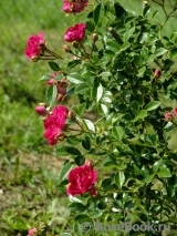 Super Excelsa Super Excelsa