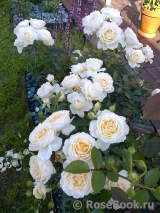 Cream Abundance Cream Abundance