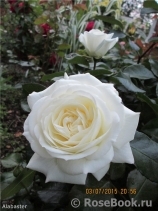 Alabaster Alabaster