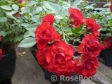 Scarlet Meillandecor Scarlet Meillandecor