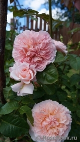 Rose de Tolbiac ® Rose de Tolbiac ®