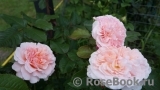 Rose de Tolbiac ® Rose de Tolbiac ®
