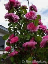 Gertrude Jekyll Gertrude Jekyll