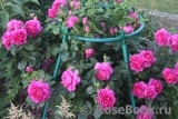 Princess Anne Princess Anne