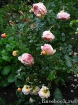 Abraham Darby