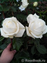 Anastasia ® Anastasia ®