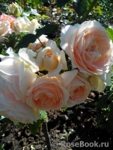 Marie Antoinette Marie Antoinette