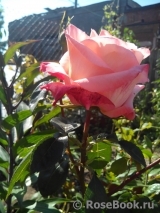 Frohsinn 82 Frohsinn 82