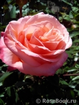 Frohsinn 82 Frohsinn 82