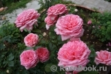 La Rose de Molinard ® La Rose de Molinard ®