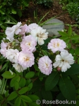 Guirlande Rose Guirlande Rose