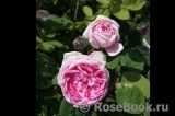 Constance Spry Constance Spry