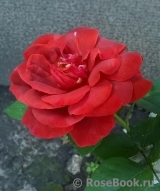 Terracotta ® Terracotta ®