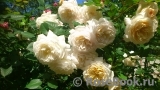 Crocus Rose® Crocus Rose®
