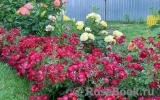 Nature Meillandecor Nature Meillandecor