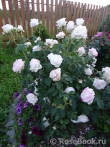 White Symphony White Symphony