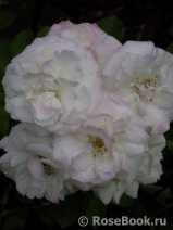 Midsummersnow ® Midsummersnow ®