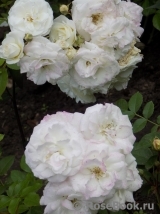Midsummersnow ® Midsummersnow ®