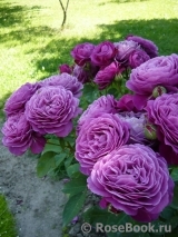Heidi Klum Rose Heidi Klum Rose
