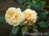 Mireille Dumas Mireille Dumas