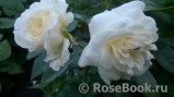 Alabaster Alabaster