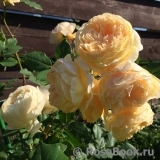 Crown Princess Margareta® Crown Princess Margareta®