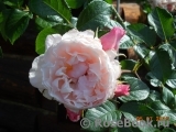 Generous Gardener, The Generous Gardener, The