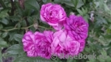 Rose-Marie Viaud