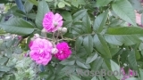 Rose-Marie Viaud