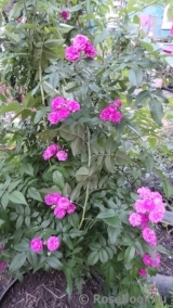 Rose-Marie Viaud