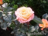 Rosemary Harkness Rosemary Harkness
