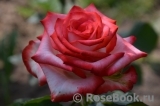 Blush Blush