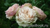 Eden Romantica ® Eden Romantica ®