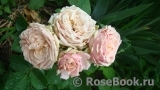 Eden Romantica ® Eden Romantica ®