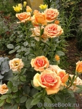 Ashram Ashram