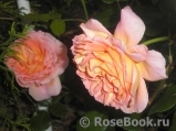 Abraham Darby Abraham Darby