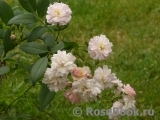 Brise Parfum Brise Parfum