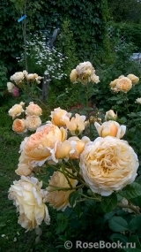 Crown Princess Margareta® Crown Princess Margareta®
