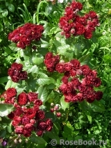 Red Sensation Red Sensation